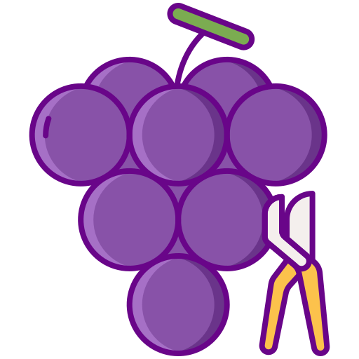 Grape harvest